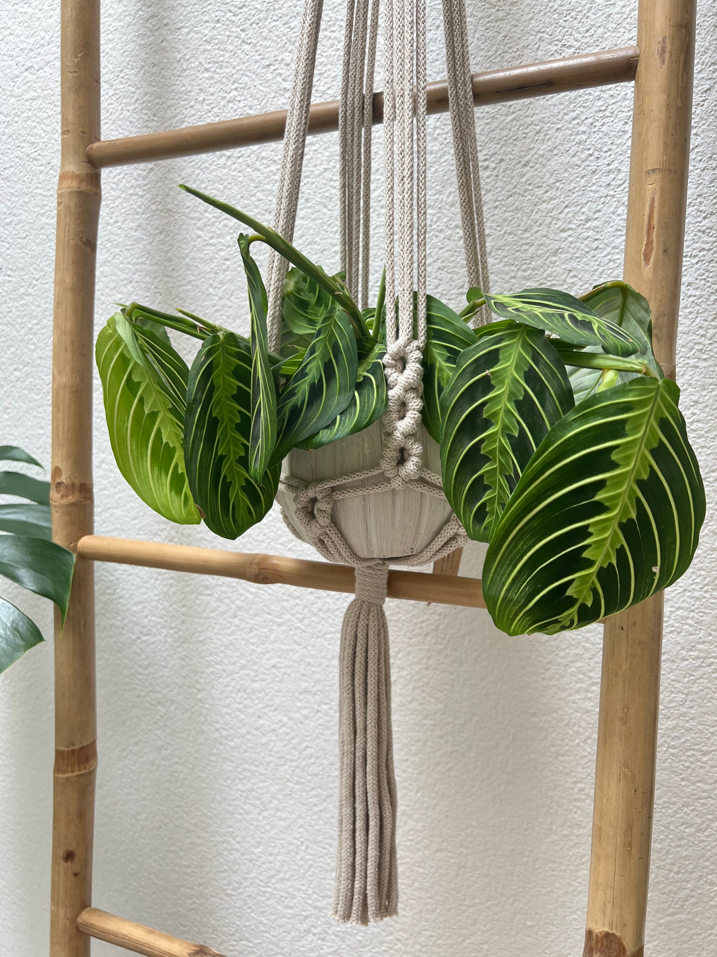 Suspension Saora