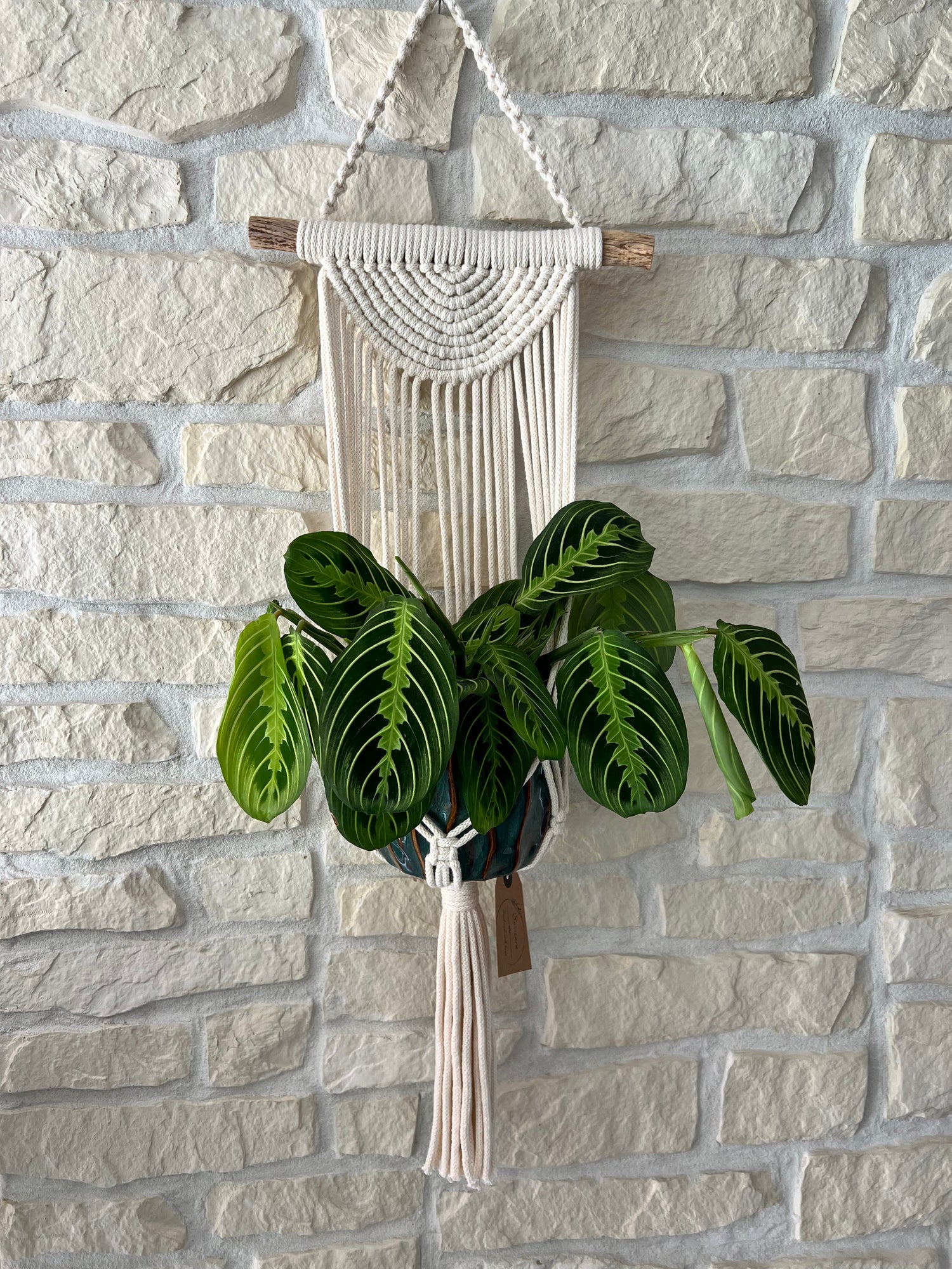 Suspension pour plante